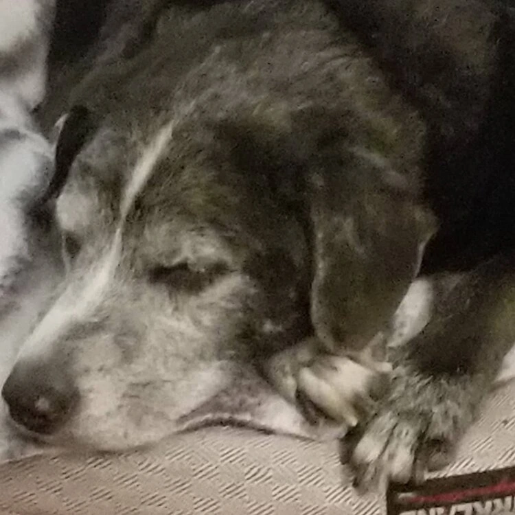 Does My Dog Need A Massage?