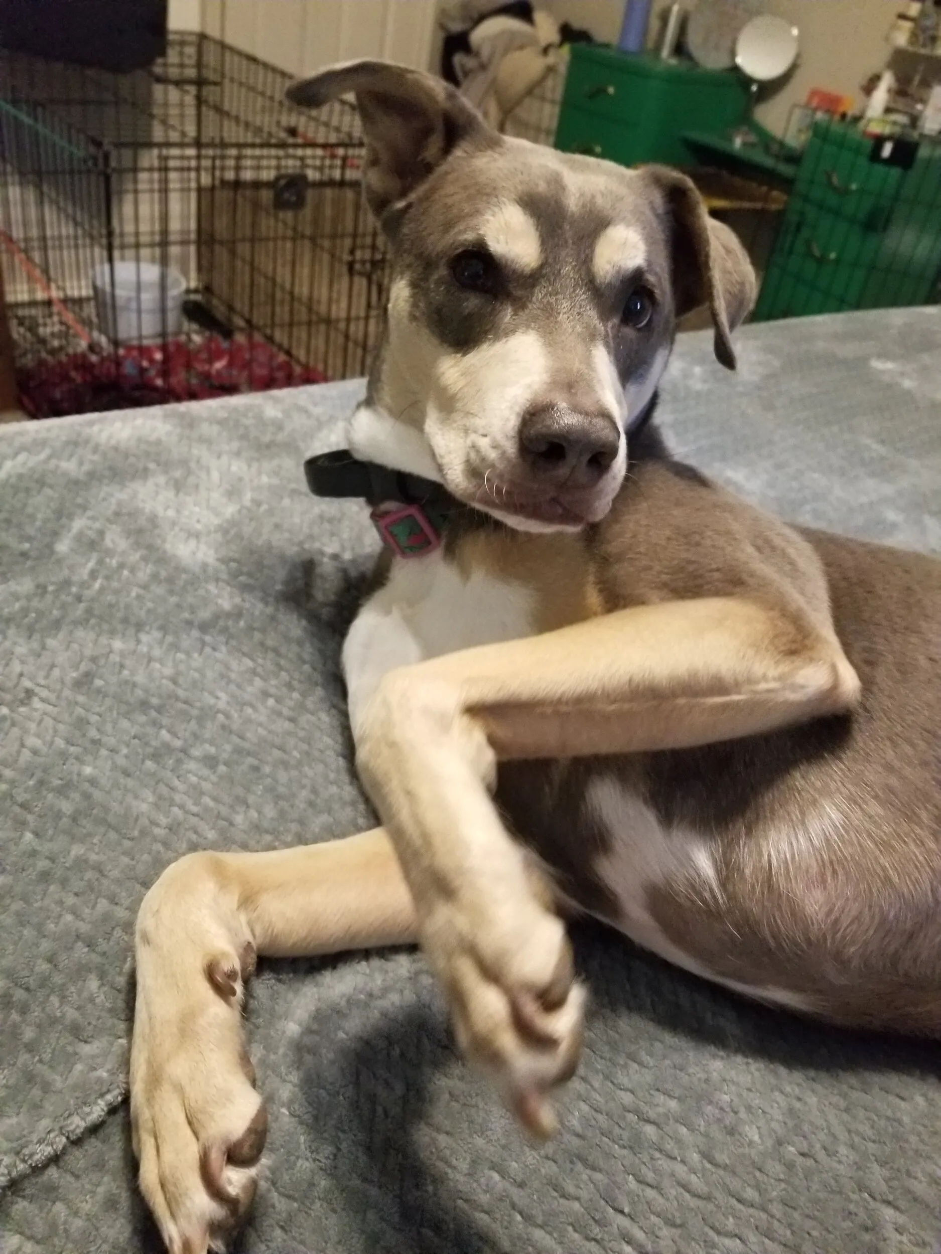 At What Age Does My Dog Need A Professional Massage?