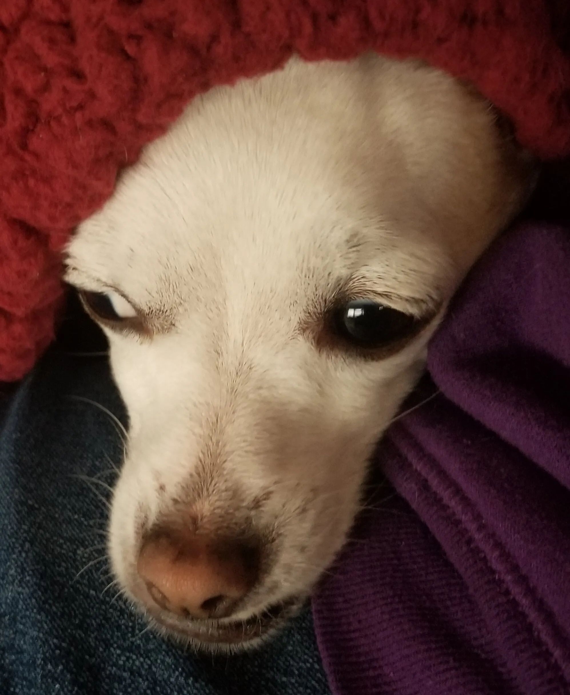 How Can I Help My Anxious Dog ? July 4th Part 2