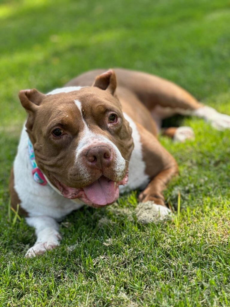 pet dath doula