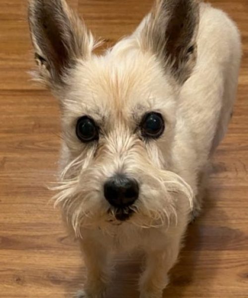 20220403_093757_1878895337353