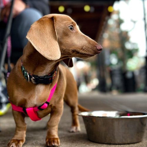 WhatsApp Image 2025-03-04 at 10.05.11 (1)