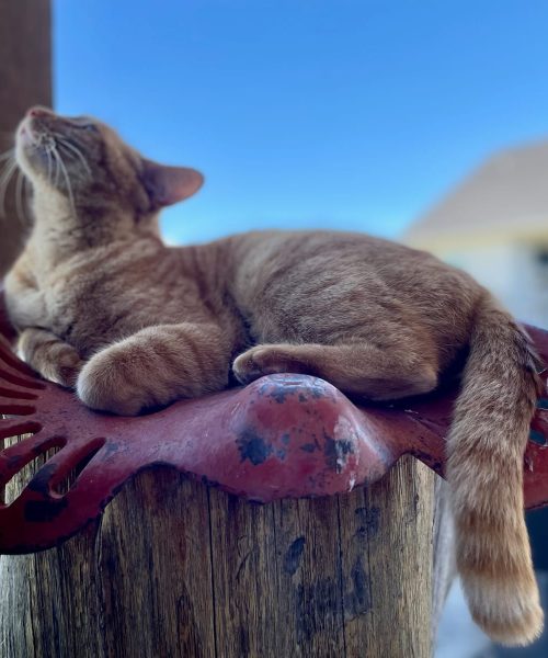 WhatsApp Image 2025-03-04 at 10.05.12